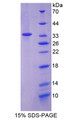 Figure 1. SDS-PAGE