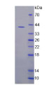 Figure 2. SDS-PAGE