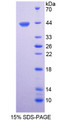 Figure 1. SDS-PAGE