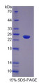 Figure 1. SDS-PAGE