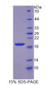 Figure 1. SDS-PAGE