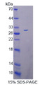 Figure 1. SDS-PAGE