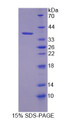 Figure 1. SDS-PAGE