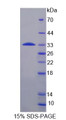 Figure 1. SDS-PAGE