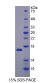 Figure 1. SDS-PAGE