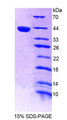 Figure 1. SDS-PAGE