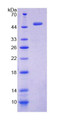 Figure 1. SDS-PAGE