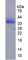 Figure 2. SDS-PAGE