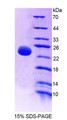 Figure 1. SDS-PAGE