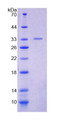 Figure 1. SDS-PAGE