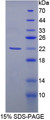 Figure 1. SDS-PAGE