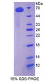 Figure 1. SDS-PAGE