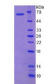 Figure 2. SDS-PAGE