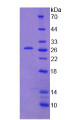 Figure 3. SDS-PAGE