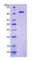 Figure 1. SDS-PAGE