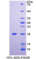 Figure 1. SDS-PAGE