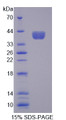 Figure 1. SDS-PAGE