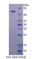 Figure 1. SDS-PAGE