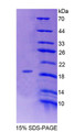 Figure 1. SDS-PAGE