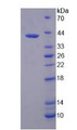 Figure 2. SDS-PAGE