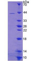 Figure 2. SDS-PAGE