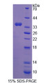 Figure 1. SDS-PAGE