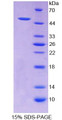 Figure 1. SDS-PAGE