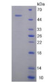 Figure 2. SDS-PAGE