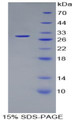 Figure 1. SDS-PAGE