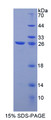 Figure 1. SDS-PAGE