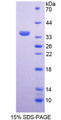 Figure 1. SDS-PAGE