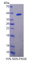 Figure 1. SDS-PAGE