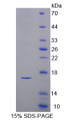 Figure 1. SDS-PAGE