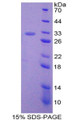 Figure 1. SDS-PAGE