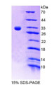 Figure 1. SDS-PAGE