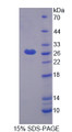 Figure 1. SDS-PAGE