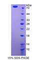 Figure 3. SDS-PAGE