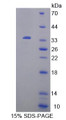 Figure 1. SDS-PAGE