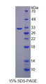 Figure 1. SDS-PAGE