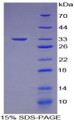 Figure 1. SDS-PAGE