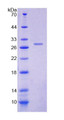 Figure 1. SDS-PAGE