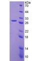 Figure 3. SDS-PAGE