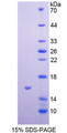 Figure 1. SDS-PAGE