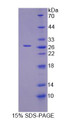 Figure 1. SDS-PAGE