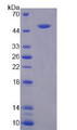 Figure 2. SDS-PAGE