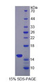 Figure 1. SDS-PAGE