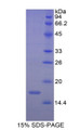 Figure 1. SDS-PAGE