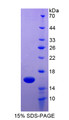 Figure 1. SDS-PAGE