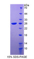 Figure 1. SDS-PAGE