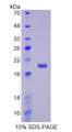 Figure 1. SDS-PAGE